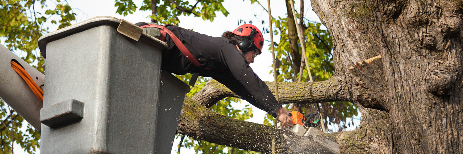 Expert Tree Removal Services In The Blue Mountains NSW: Blue Mountains Tree Services Banner